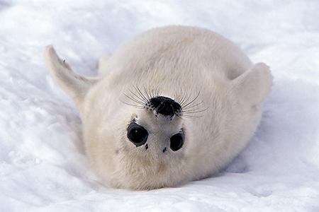 гренландский тюлень интересные факты