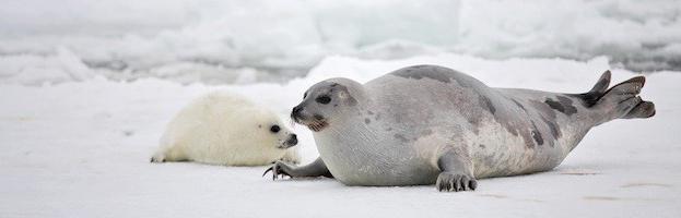 тюлень гренландский тип миграции