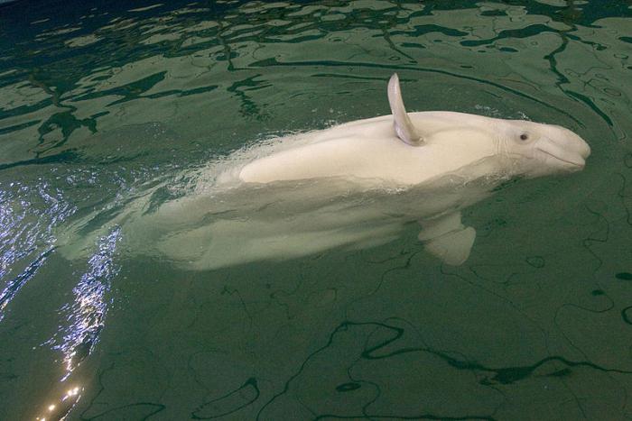 dolphinarium in the Moscow zoo