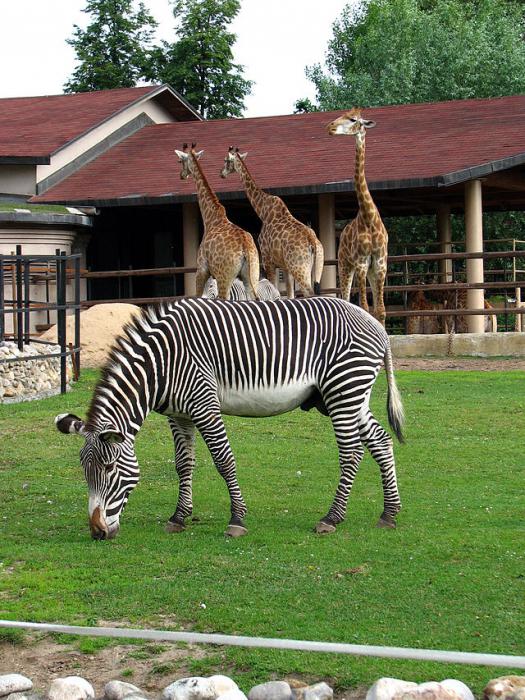 Moscow Zoo prices