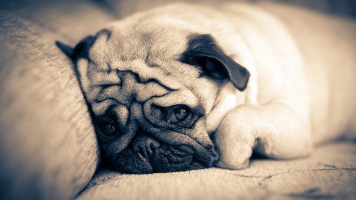 pugs pics