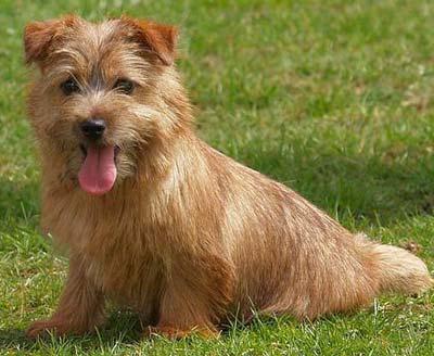 description of the Norfolk Terrier breed