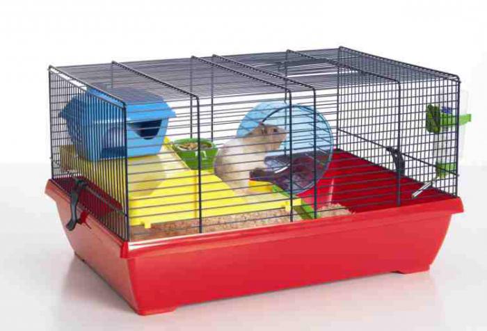 Syrian hamsters sit in a cage