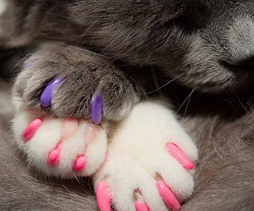 pink silicone cat claw pads