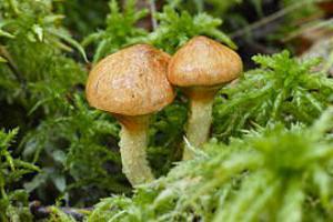 грибы маслята польза и вред