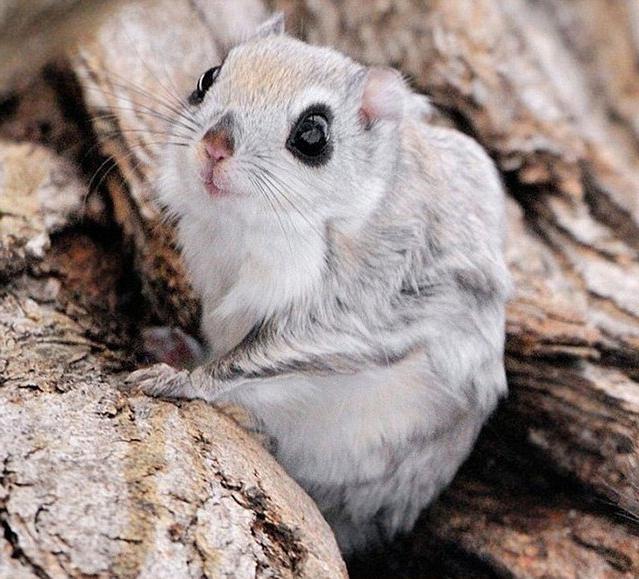 features of the behavior and reproduction of flying squirrel proteins