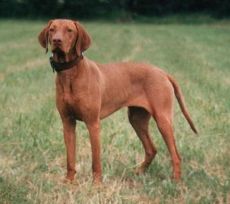 Hungarian vyzhly puppies