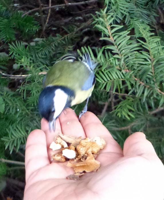 what eat titmouse in winter