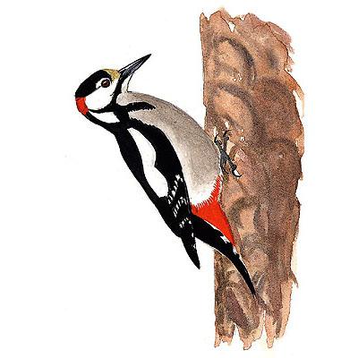 woodpecker photo