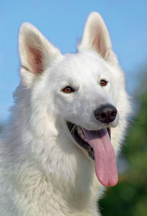 white shepherd photo