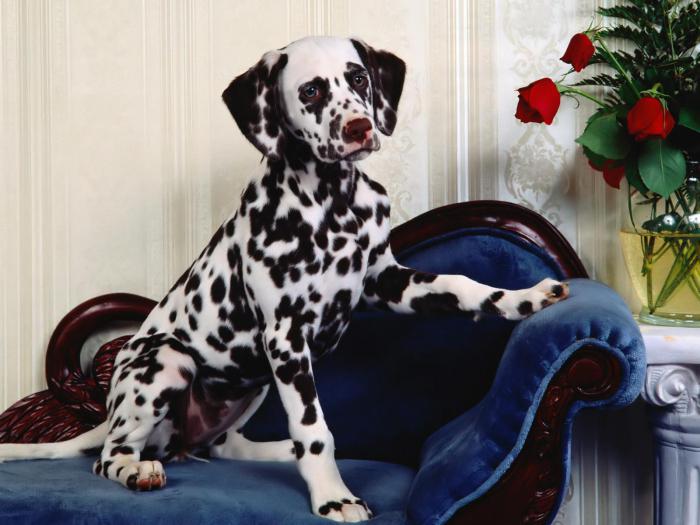 Dalmatian breed characteristic