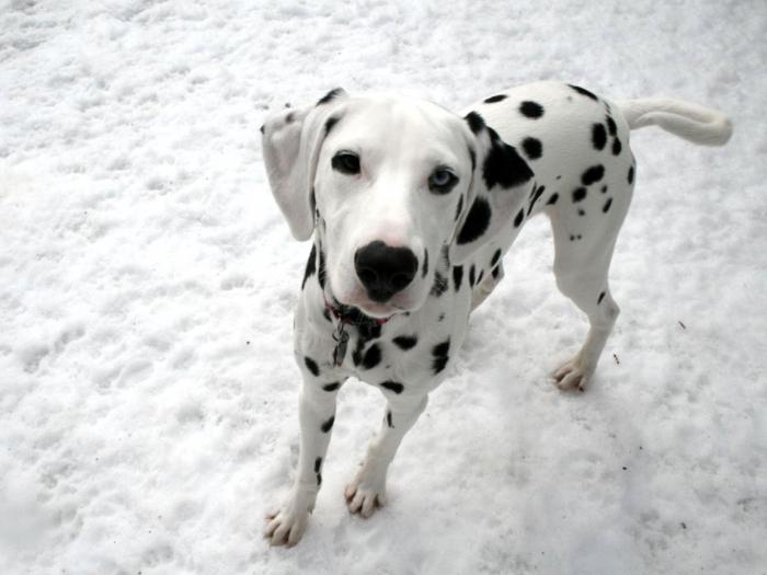 dog breed similar to dalmatians