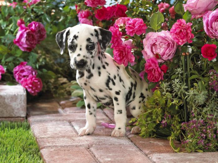 Dalmatian breed photo