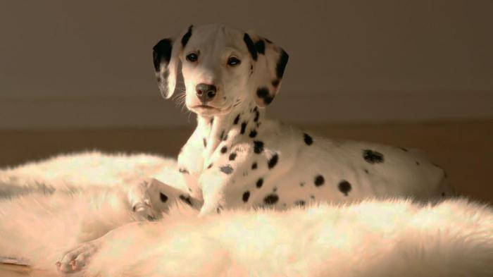 Dalmatian breed character