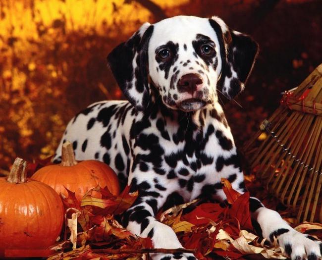 Dalmatian breed history