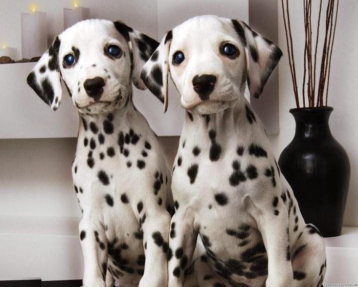 dalmatian breed reviews