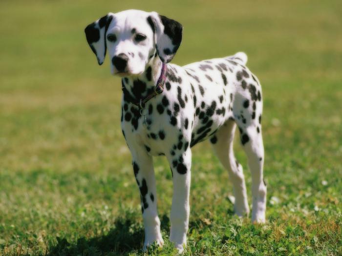 dog breed dalmatian