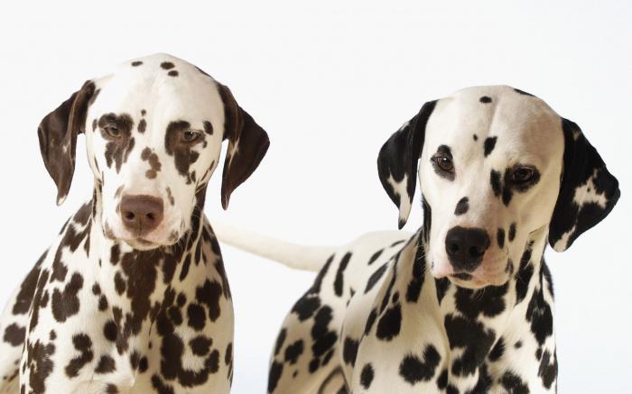 dog breed dalmatian photo