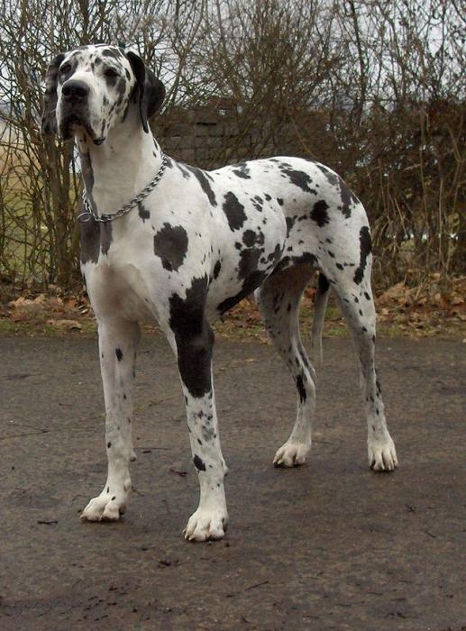 Dalmatian breed