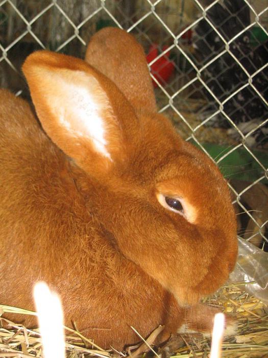 новозеландский красный кролик