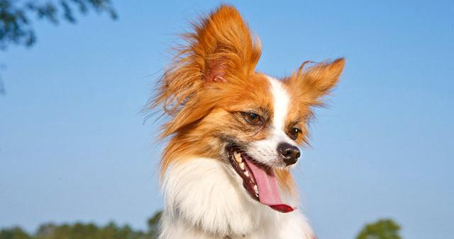 papillon dog