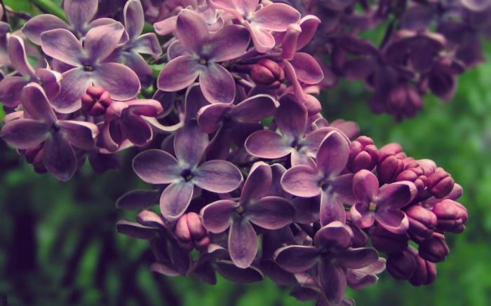 blooming lilac