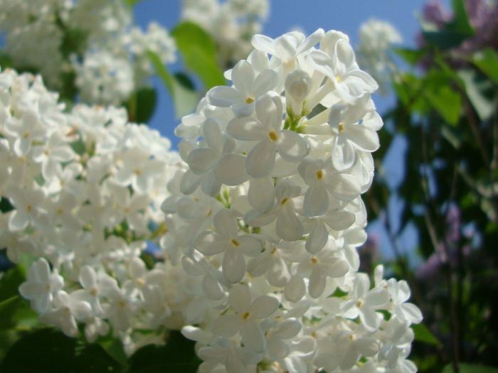 what is the dream of white lilac