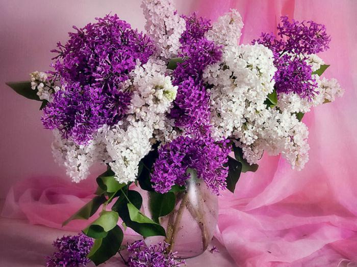 why dream a bouquet of lilacs