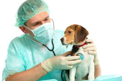 прививки щенкам в 2 месяца