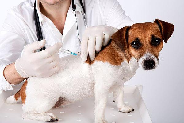 прививки щенкам до года