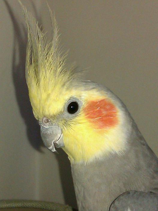 Фото корелла попугай девочка