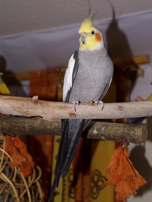 Corella parrot at home