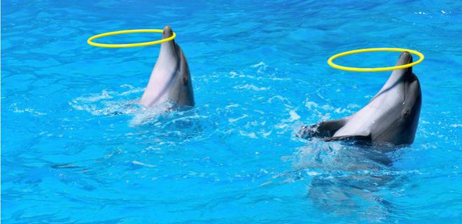 Dolphinarium in St. Petersburg at Krestovsky