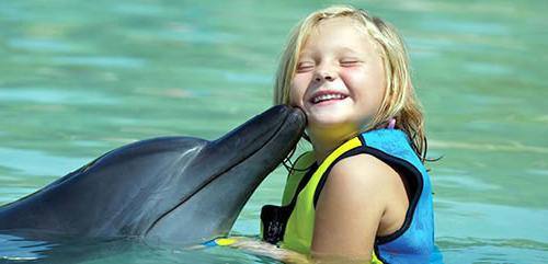 Dolphinarium at Krestovsky price