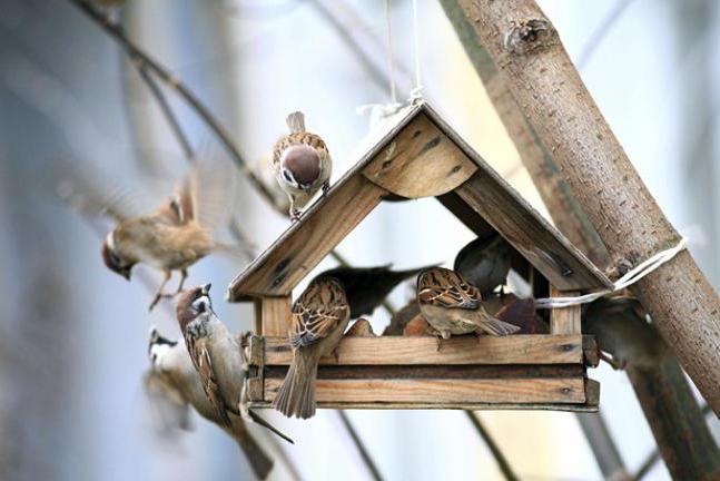 how to help birds in winter