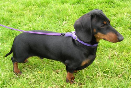 long dog breed