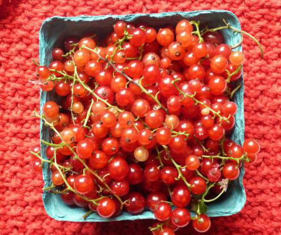 cucumbers with red currants for the winter