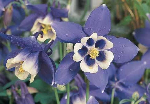 aquilegia growing and care