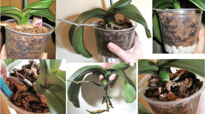 Как правильно пересадить орхидею в домашних условиях пошаговое фото в другой горшок