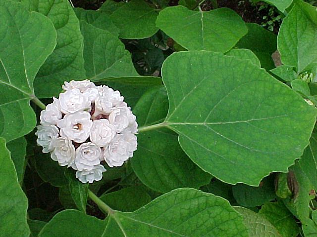 philippine clerodendrum