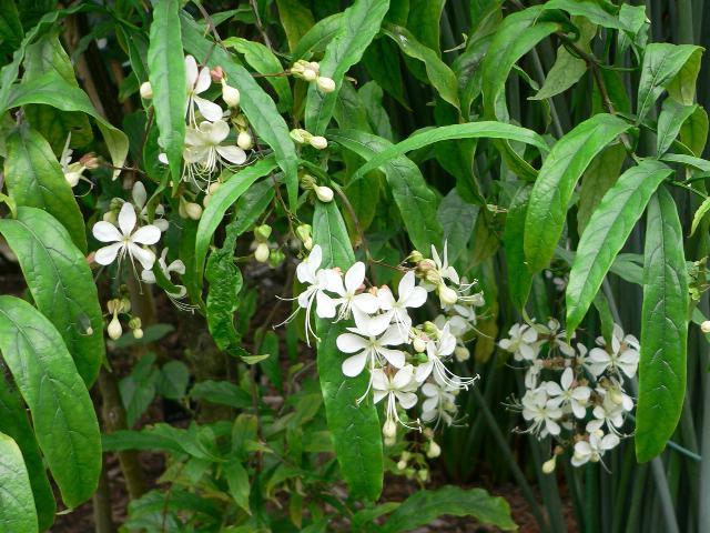 clerodendrum wallicus