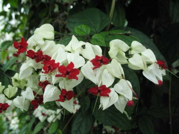 clerodendrum home care