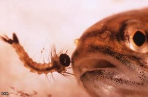 who feeds on mosquito larvae