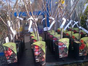 Dwarf apple varieties