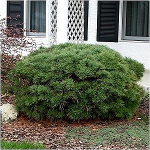 coniferous plants photo