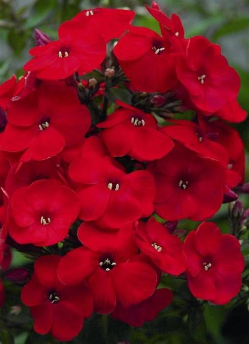 Многолетние красные цветы с названиями и фото