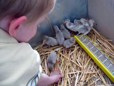 guinea fowl breeding