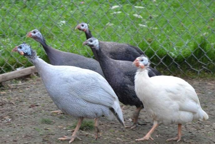 guinea fowl breeding