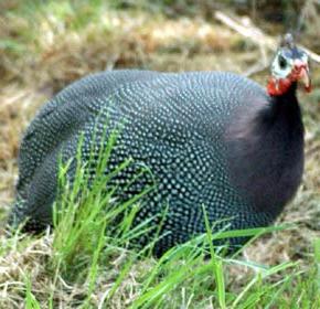 Guinea fowl at home