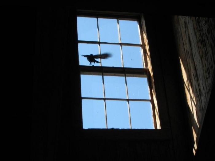 примета птица ударилась в окно